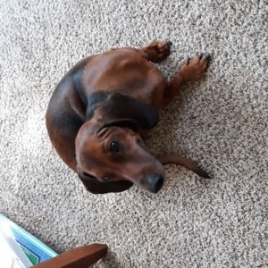 Meet your Posher, Molly